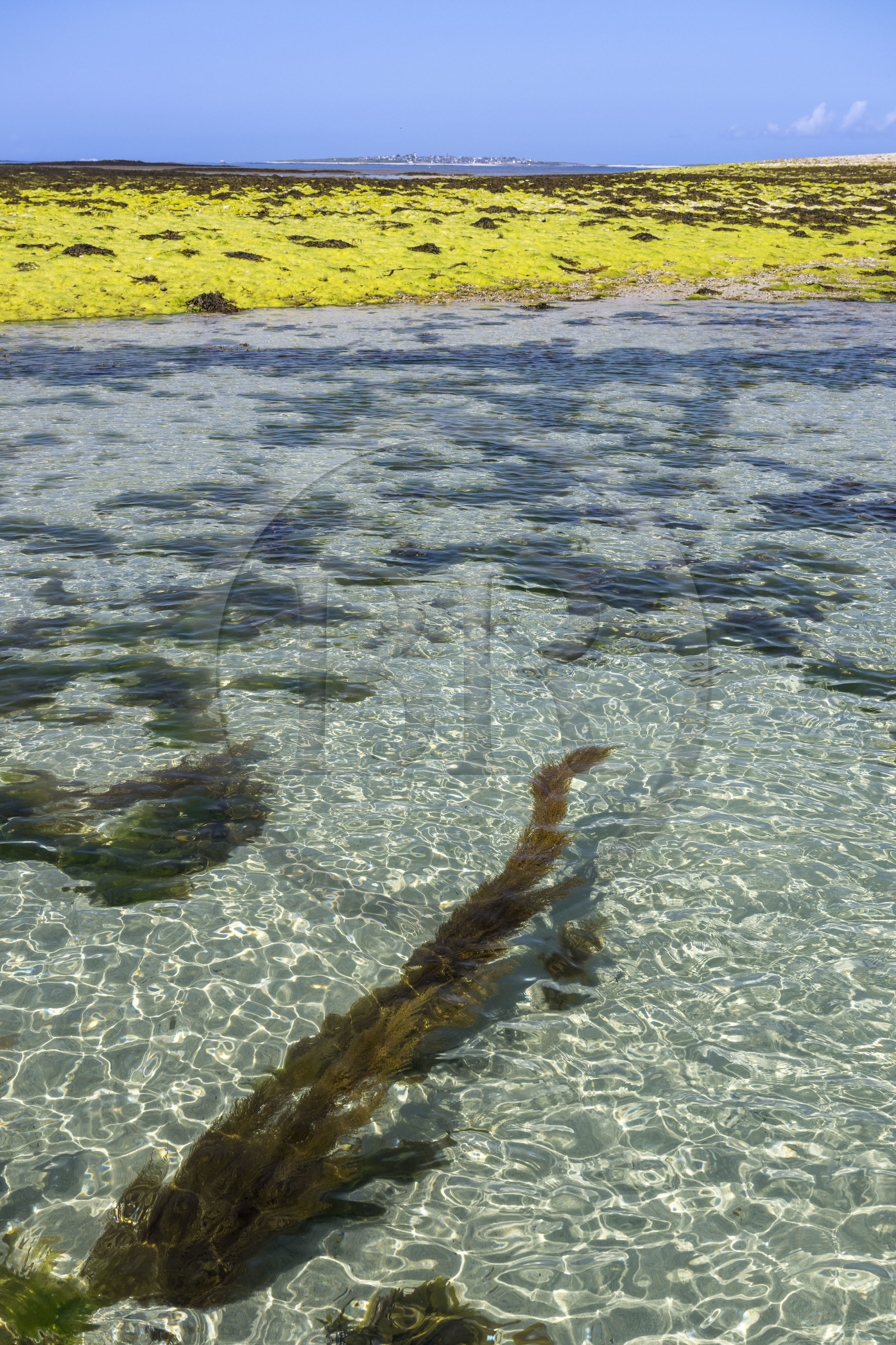 France, Finistère (29), Mer d'Iroise, archipel de Molène, Ile de Quéménès, algue verte et goémon noir sur l'estran à marée basse