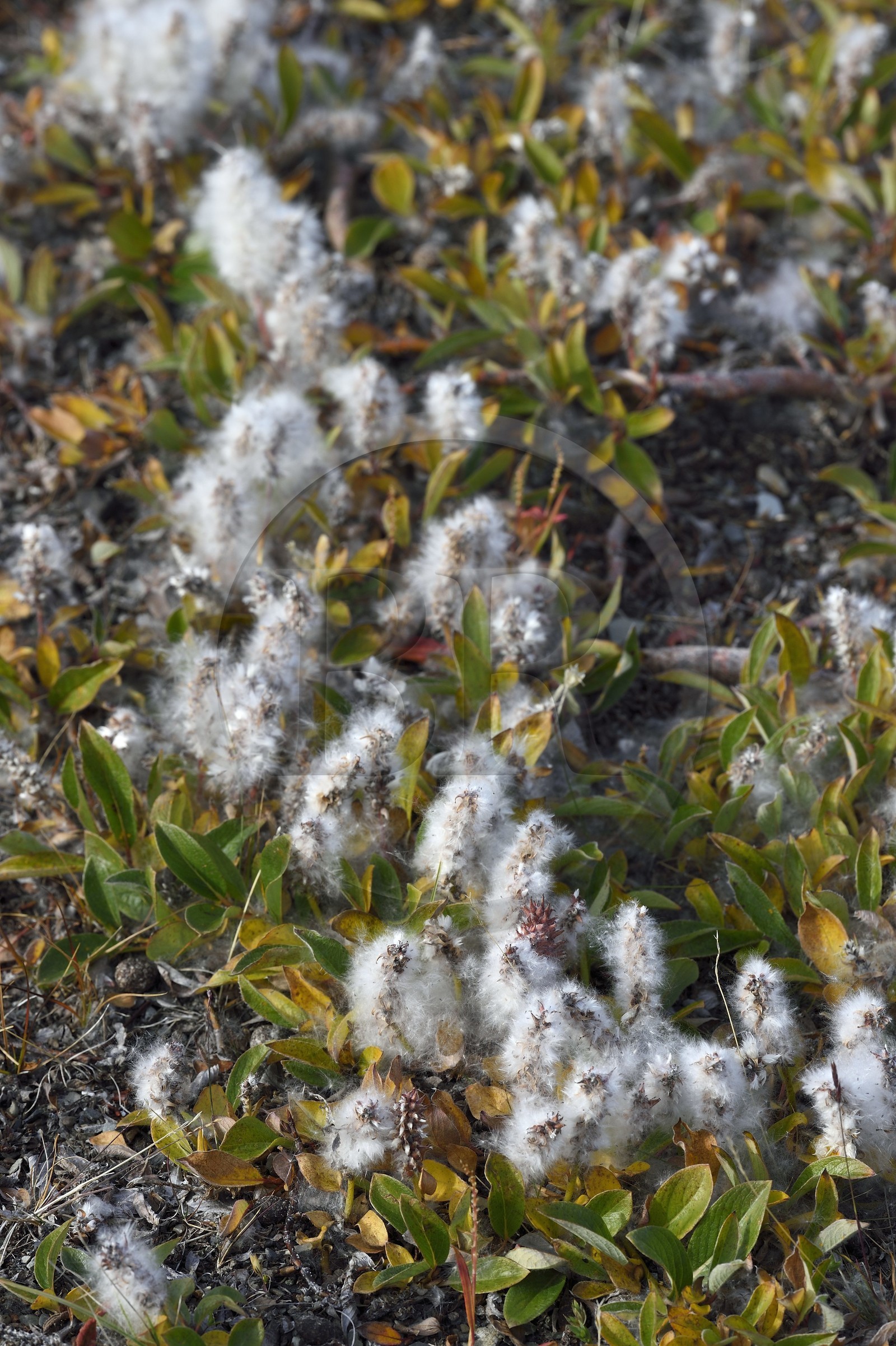 Groenland, cote ouest, Baie de North Star, Dundas (Thulé), fleur de la toundra