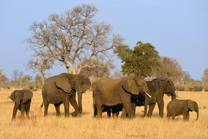 Zimbabwe, province de Matabeleland septentrional, parc national Hwange, éléphants sauvages d'Afrique (Loxodonta africana) dans la savane