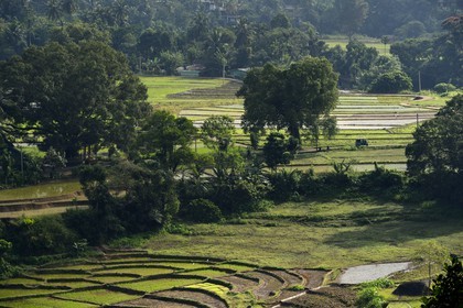 Sri Lanka, Central Province, Matale District, rice fields