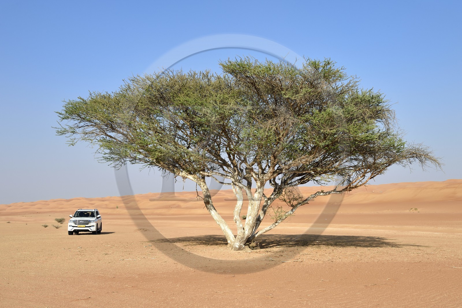 Sultanat d'Oman, gouvernorat de Ash Sharqiyah, désert des Wahiba Sands ou Sharqiya Sands, acacia