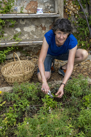 France, Alpes-Maritimes (06), Cap-d’Ail, Murielle Iris créatrice de Les Sauvages, elle fait la cueillette de la plupart de ses plantes en montagne et en cultive d'autre sur son terrain en agriculture biologique, ici du basilic