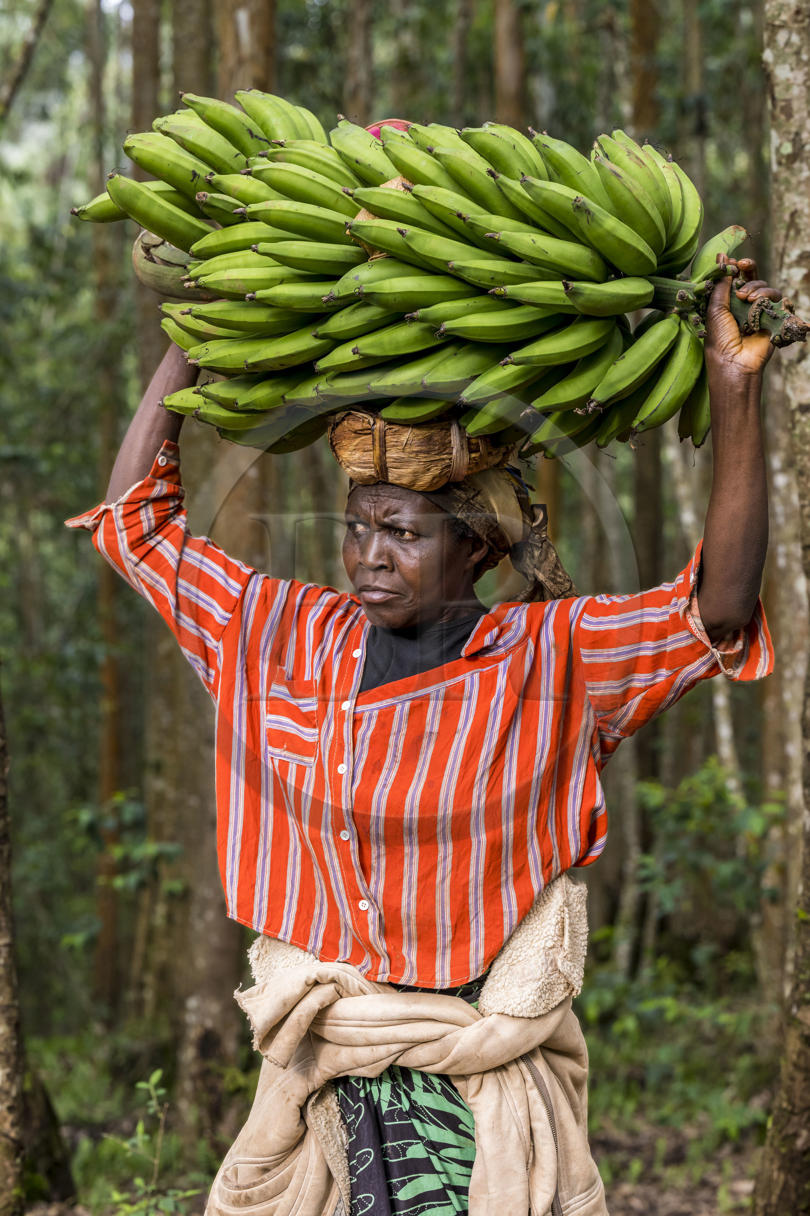 Rwanda, Province de l’Ouest, Gisuma, paysanne partant au marché en portant sur sa tête un régime de bananes