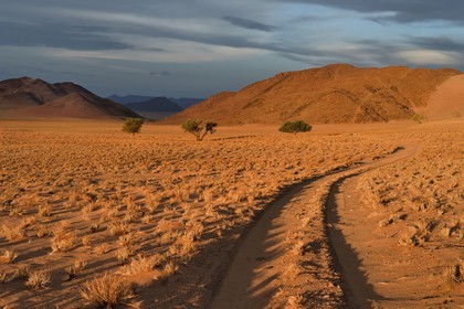 Namibie, région de Hardap, désert du Namib à l'Est du parc national Namib Naukluft vers Sossusvlei, plaine du désert recouverte d'herbe au coucher de soleil