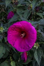 France, Loire-Atlantique (44), Nantes, quartier de Chantenay, le Jardin Extraordinaire, parc public situé dans l'ancienne Carrière de Miséry, Hibiscus des marais (Hibiscus moscheutos)