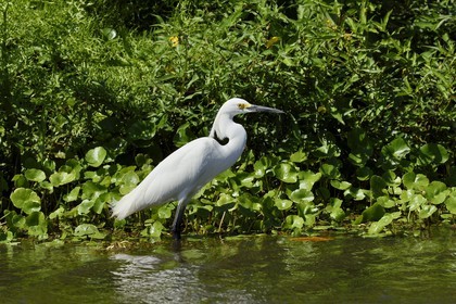 Nicaragua, Ile d'Ometepe réserve mondiale de Biosphère sur le lac Nicaragua, marais le long du Rio Istian, Aigrette garzette (Egretta garzetta)