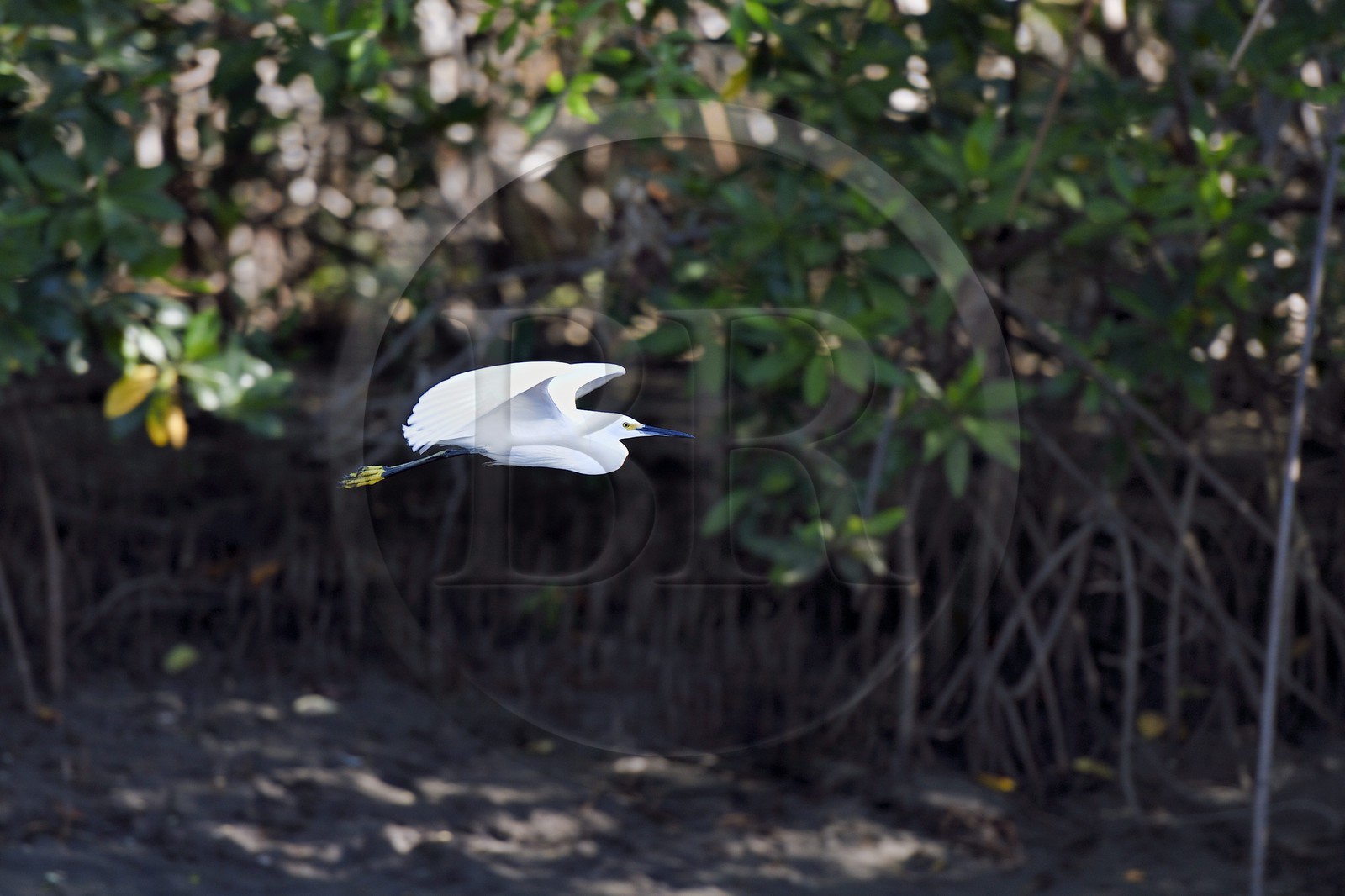 Nicaragua, la côte pacifique de Leon, la mangrove du parc national Isla Juan Venado, Aigrette garzette (Egretta garzetta)