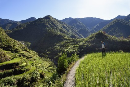 Philippines, Ifugao province, Banaue rice terraces around the village of Cambulo, listed as World Heritage by UNESCO