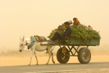 Egypte, désert libyque, oasis de Dakhla, chariot lors du vent de sable (khamsin)