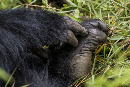 Rwanda, Province du Nord, Parc National des Volcans dans la chaine des Monts Virunga, mont Karisimbi, gorille des montagnes (Gorilla beringei beringei) du groupe Susa