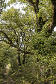 France, Var (83), Provence Verte, Bras, Académie du Bain de Forêt Provençale, forêt du domaine Le Peyrourier - une campagne en Provence