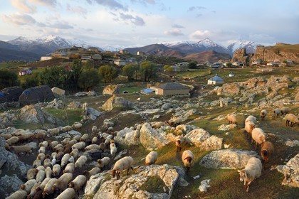 Azerbaijan, Quba (Guba) region, Greater Caucasus mountain range, village of Giriz at dawn, departure of sheep for the meadows