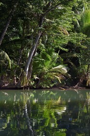 Caraïbes, Ile de la Dominique, Portsmouth, les rives de l'Indian River