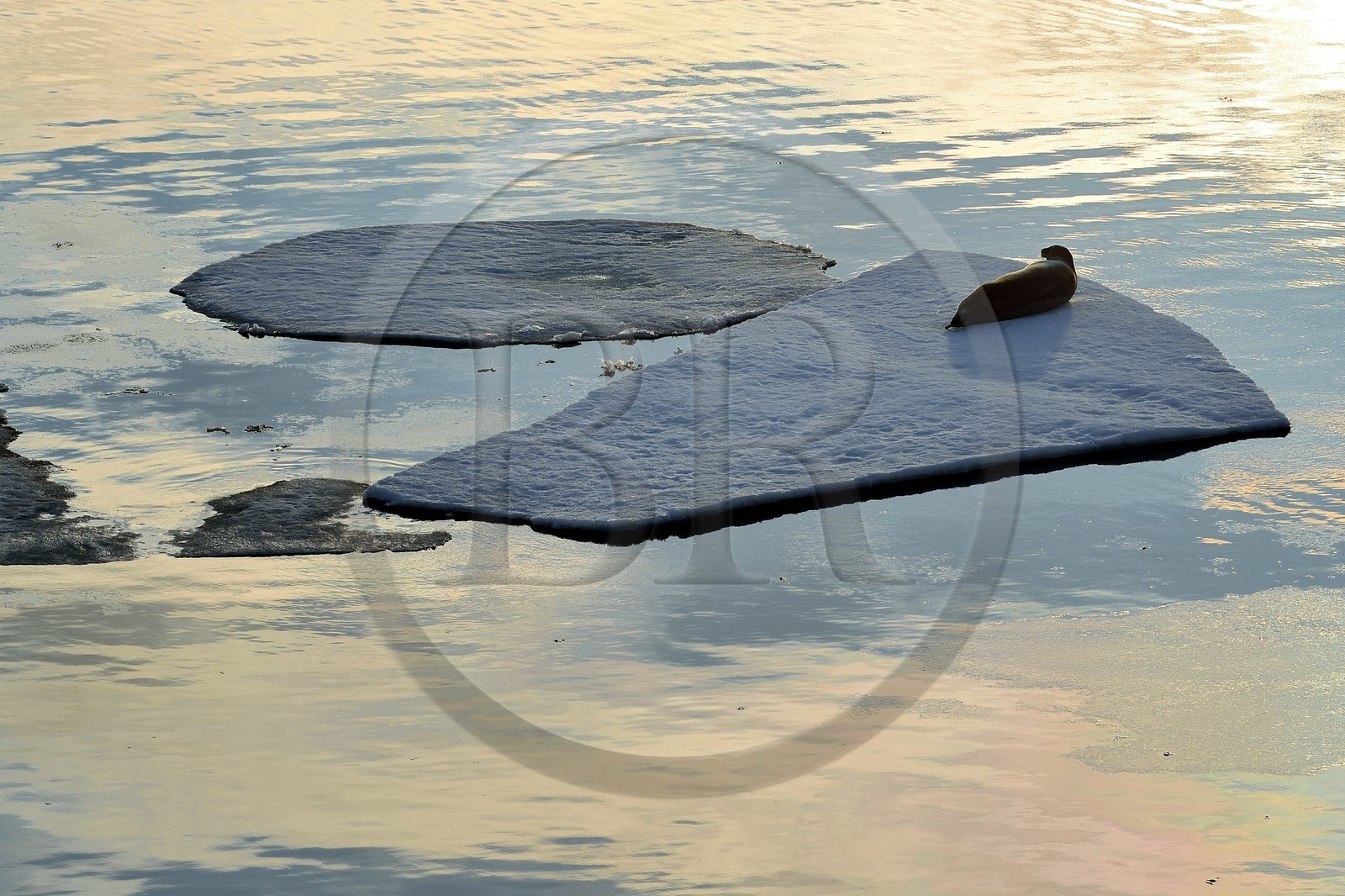 Groenland, cote Nord-Ouest, Smith sound au nord de la baie de Baffin à Inglefield Land, phoque barbu (Erignathus barbatus) allongé sur un morceaux de glace de la banquise arctique