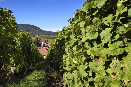 France, Haut Rhin, the Alsace Wine Route, the village of Rodern surrounded by its vineyard and the Haut-Koenigsbourg Castle in the background