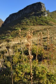 France, Cantal, Parc Naturel Régional des Volcans d'Auvergne (regional nature park of Auvergne volcanoes),  Le Lioran, gentian at the col de Cabre and the Puy Bataillouse in the background