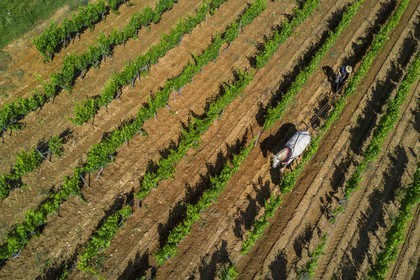 France, Var, Presqu'ile de Saint-Tropez, Gassin, domaine de la Rouillère, Jean-Louis and Christine Calla plow a vineyard plot with their horse