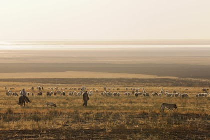 Turquie, Anatolie centrale, région d'Aksaray, bergers et leur troupeau de moutons dans la steppe vers le lac salé Tuz Gölü