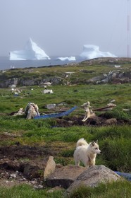 Groenland, cote ouest, Ile de Disko, Qeqertarsuaq, chiens de traineau et icebergs en arrière plan