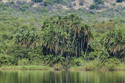 Rwanda, Parc national de l'Akagera, palmier en bordure du lac Ihema
