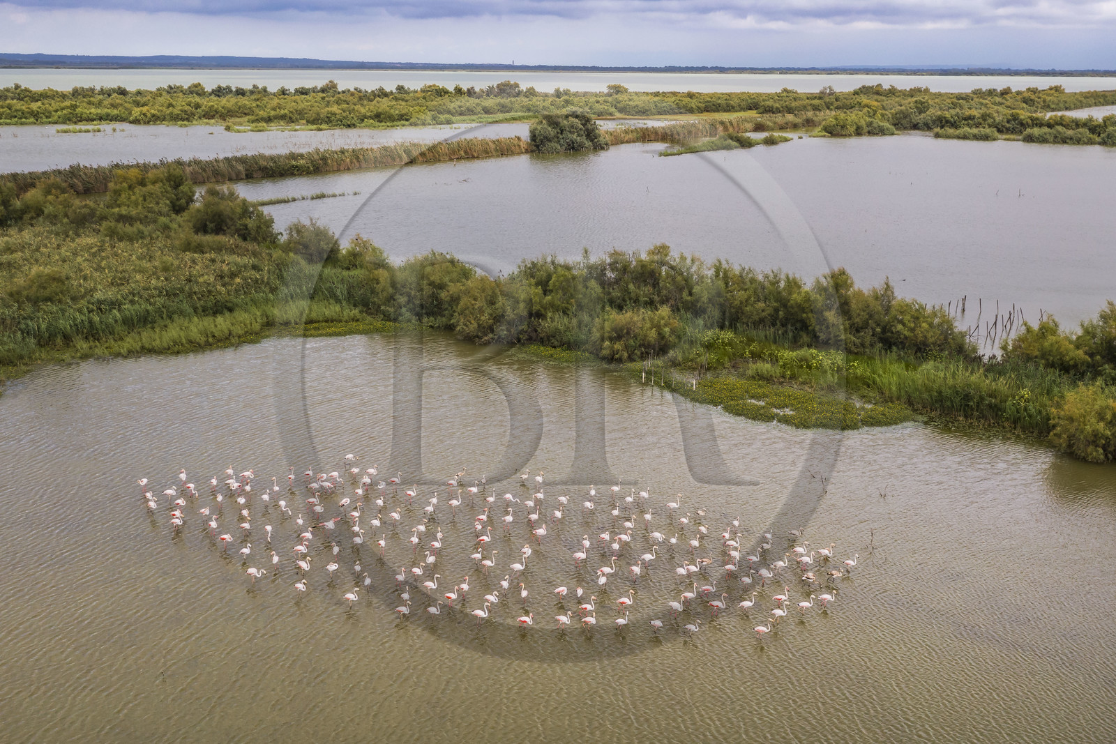 France, Gard (30), Vauvert, la Petite Camargue, réserve naturelle régionale du Scamandre, groupe de flamants roses (Phoenicopterus roseus)(vue aérienne)