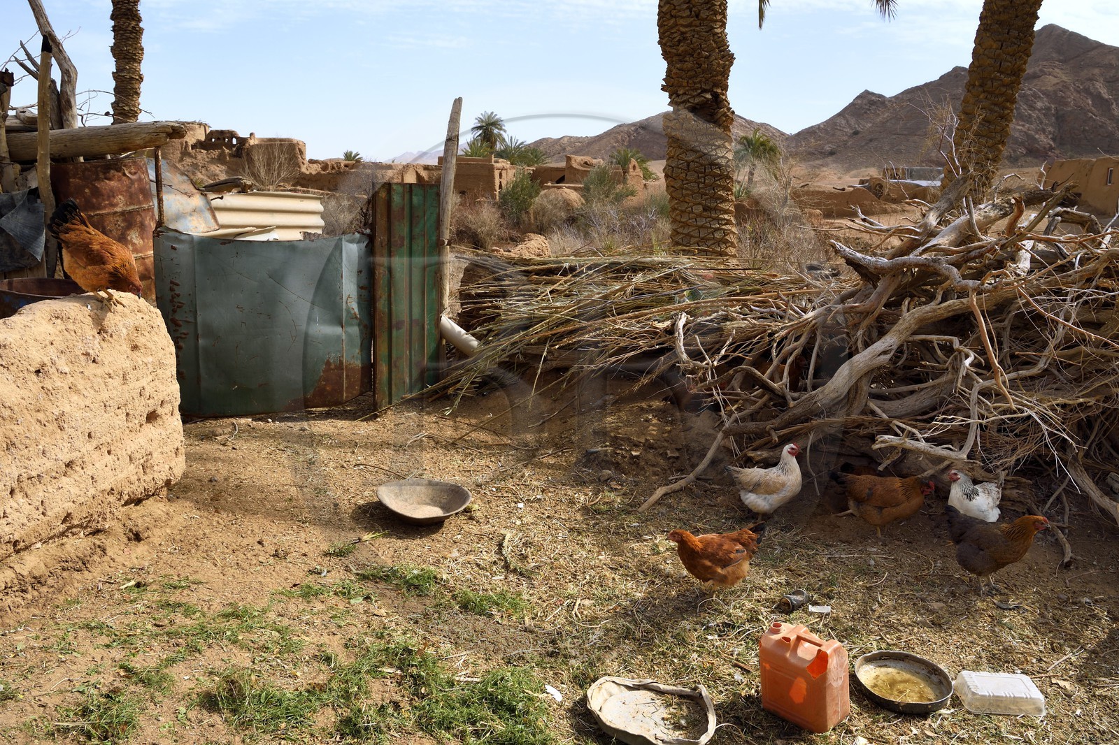 Iran, Province d'Ispahan, désert du Dasht-e Kavir, l'oasis d'Arousan dans la région de Khur et Biabanak, petit élevage de poules