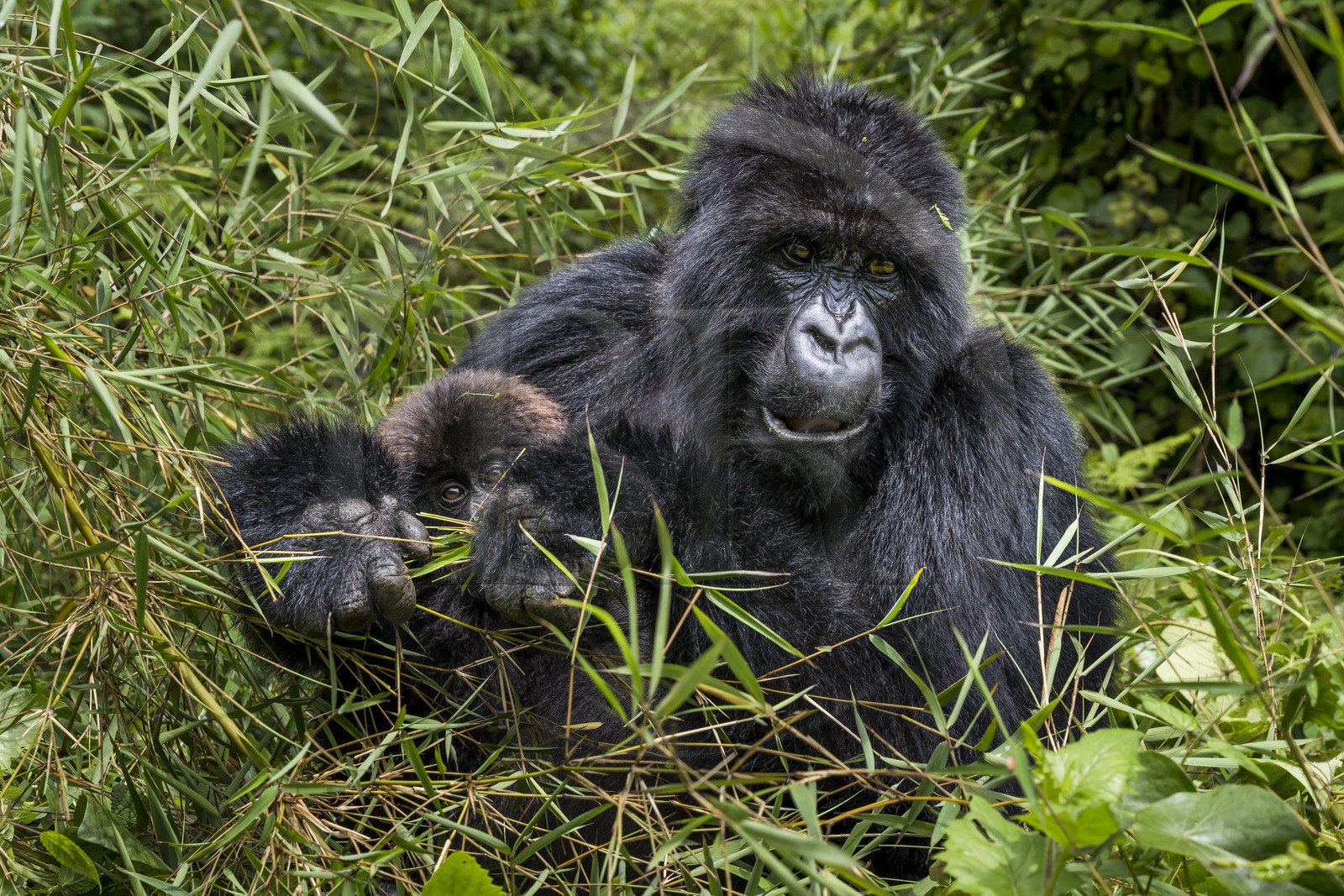 Rwanda, Province du Nord, Parc National des Volcans dans la chaine des Monts Virunga, mont Karisimbi, gorilles des montagnes (Gorilla beringei beringei) du groupe Susa, mère avec son petit de 6 mois