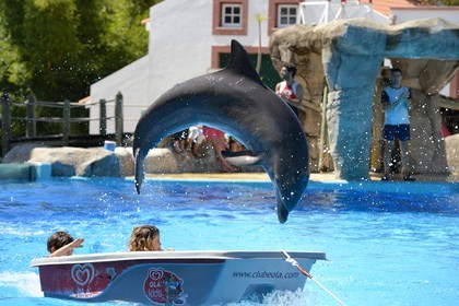 Portugal, Lisbonne, Jardin zoologique, le delphinarium, dauphin faisant le spectacle