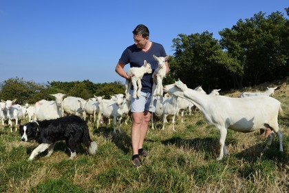 France, Loire, Parc Naturel Regional du Pilat (Natural Regional Park of Pilat), Pelussin, production by the GAEC de la Cabriole from Rigotte de Condrieu AOC goat cheese, the herd of goats from Claude and Andre Boucher, André Boucher holding just born goats