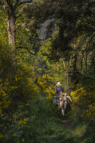 France, Haute-Loire (43), Goudet, hiking with a donkey on the Robert Louis Stevenson Trail (GR 70)