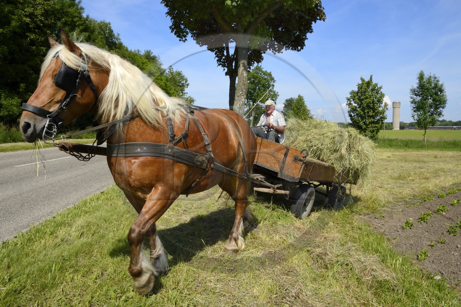 France, Bas Rhin, the Ried, Muttersholtz, farmer gathering hay