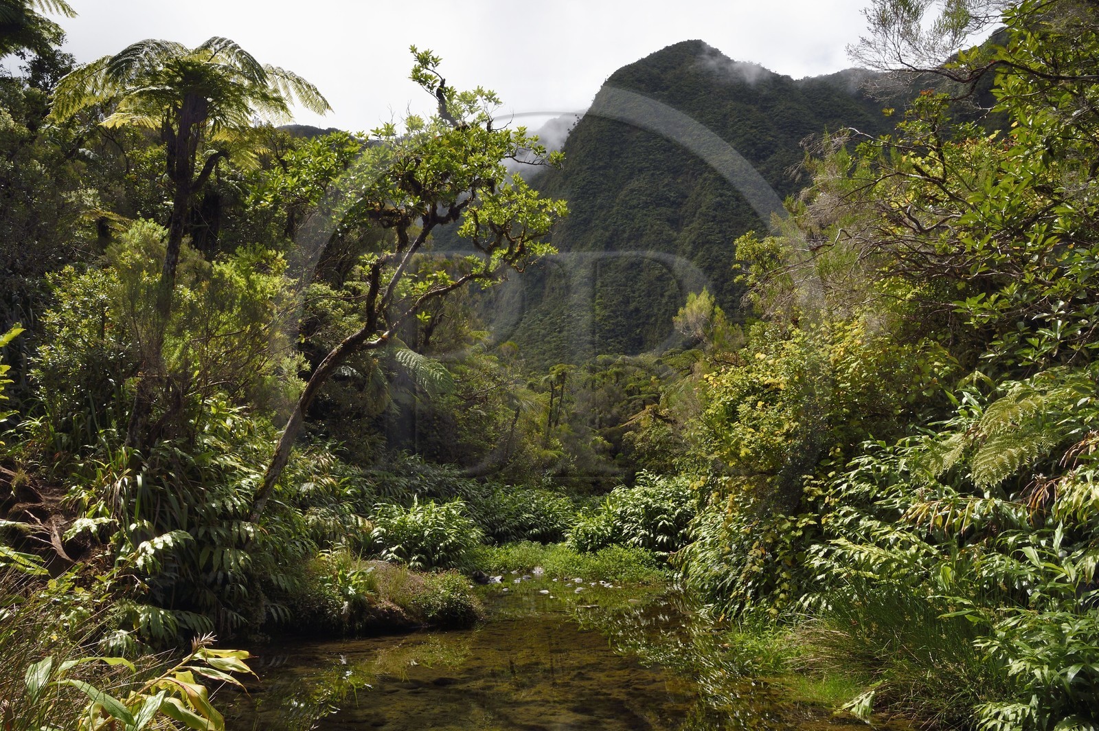 France, Ile de la Reunion, Parc National de la Réunion classé Patrimoine Mondial de l'UNESCO, La Plaine des Palmistes, forêt de Bébour, sentier de randonnée Cassé de Takamaka, Bassin des Hirondelles