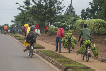 Rwanda, Province de l’Est, Kayonza, transport de régime de bananes plantain sur bicyclette sur la route de l'Akagera, les bicyclettes sont le principal moyen de transport local