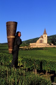 France, Haut Rhin, the Alsace wine road, Hunawihr Village, labelled Les Plus Beaux Villages de France (The Most Beautiful Villages of France), Christophe Kurtz grape picker with a wooden basket on his bac