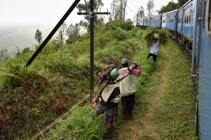 Sri Lanka, Uva Province, the popular scenic train ride through the tea growing hill country between Hatton and Badulla, next to the Horton Plains National Park cloud forest
