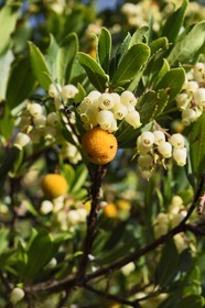 France, Var, Massif des Maures, Collobrières, white bells and fruit of arbutus