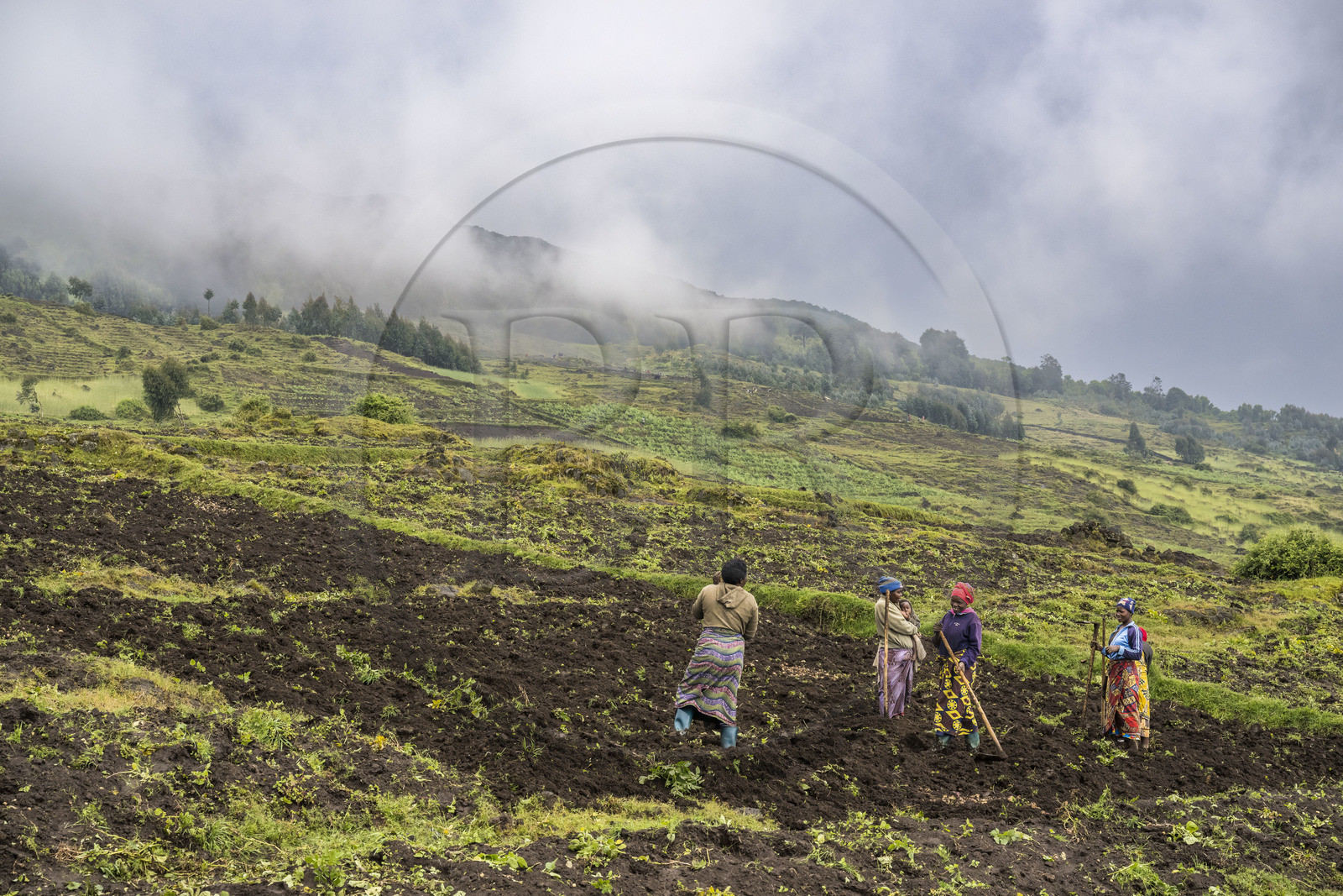 Rwanda, Province du Nord, District de Musanze (Ruhengeri), culture des champs sur les pentes volcaniques du mont Karisimbi dans les montagnes des Virunga en bordure du Parc national des Volcans (en arrière plan) où vivent les gorilles