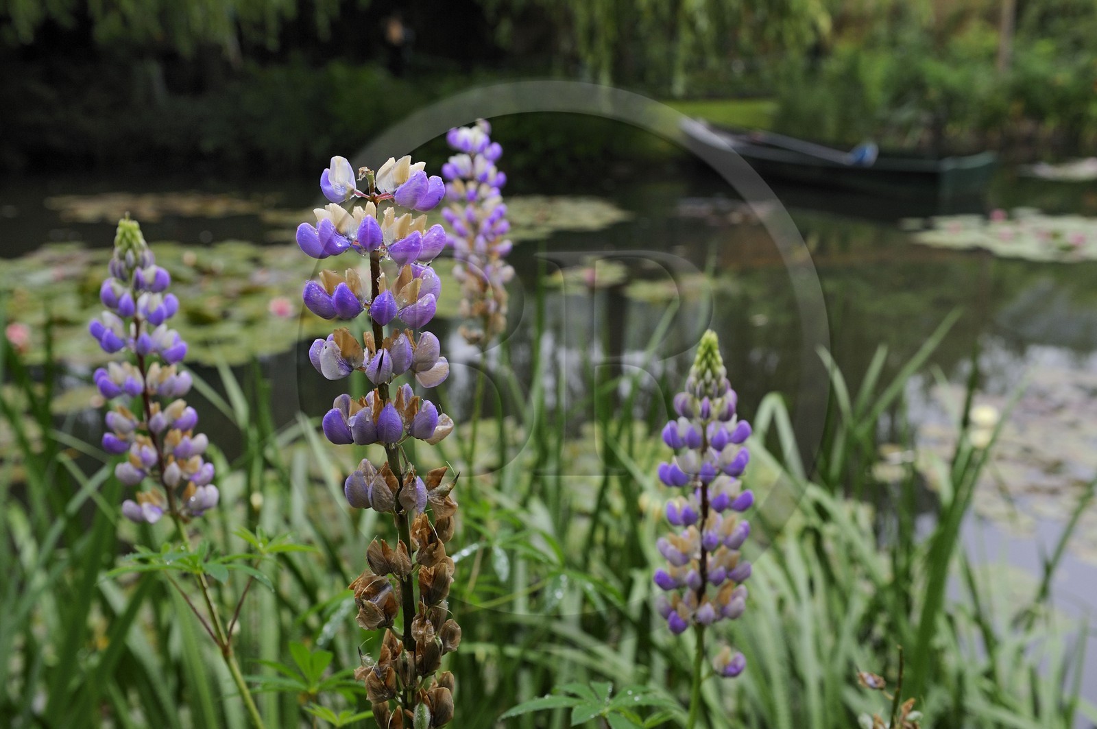 France, Eure (27), Giverny, le jardin de Claude Monet, le Jardin d'Eau