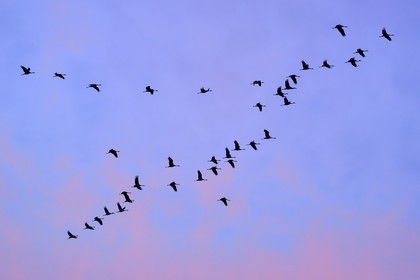 France, Indre, Berry, Parc Naturel Regional de la Brenne (Natural Regional Park of La Brenne), Rosnay, Red Sea pond (etang de la Mer Rouge), Common Crane (Grus grus), flight at sunset