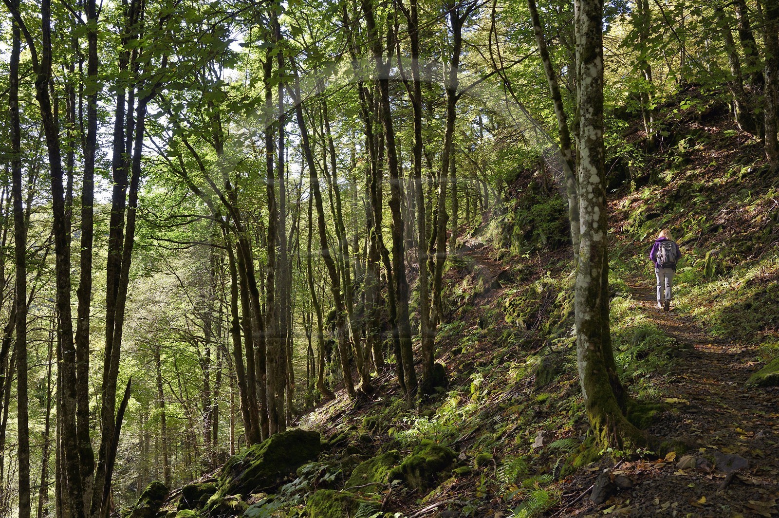France, Haut-Rhin (68), Parc naturel régional des ballons des Vosges, Rimbach-près-Masevaux, randonneur marchant sur le GR5 au dessus du Lac des Perches