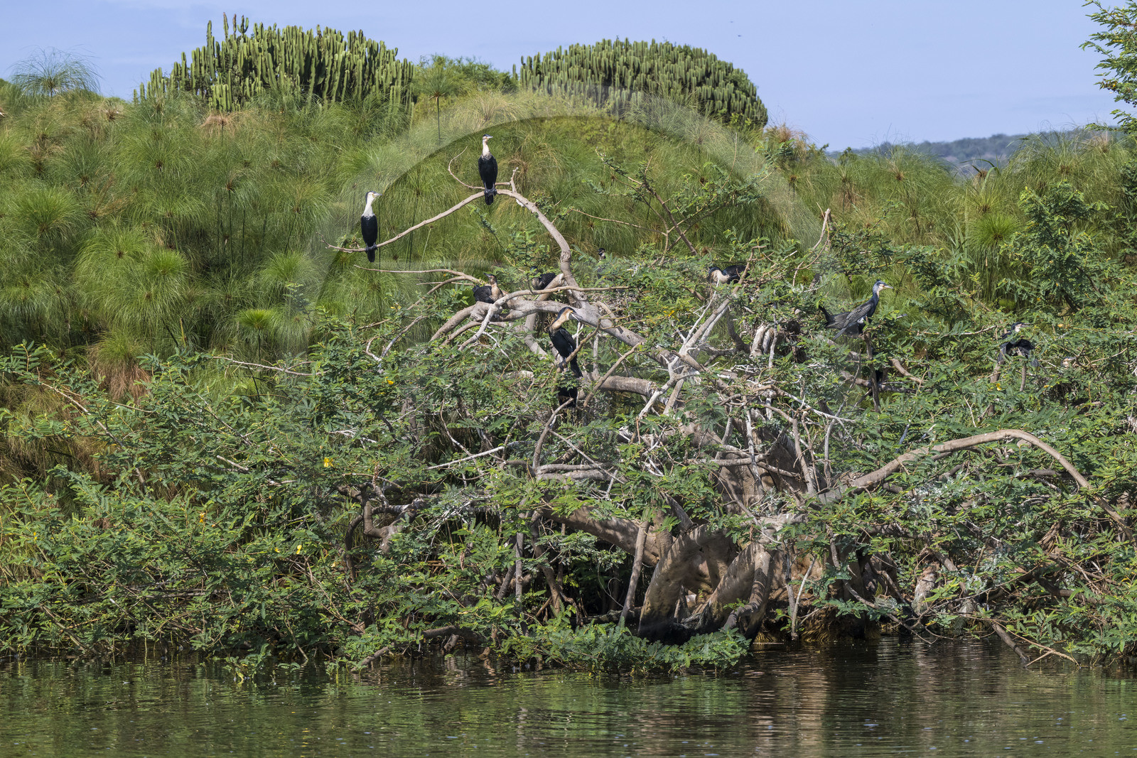 Rwanda, Parc national de l'Akagera, le lac Ihema, cormorans sur un arbre