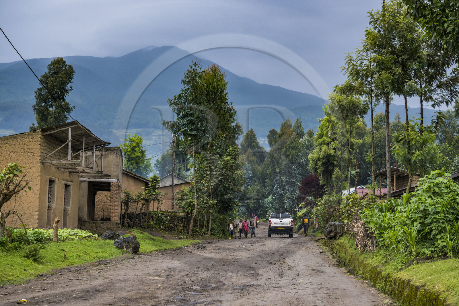 Rwanda, Province du Nord, District de Musanze (Ruhengeri), Busogo, piste menant au mont Karisimbi dans les montagnes des Virunga dont il est le point culminant (en arrière plan) et où vivent les gorilles