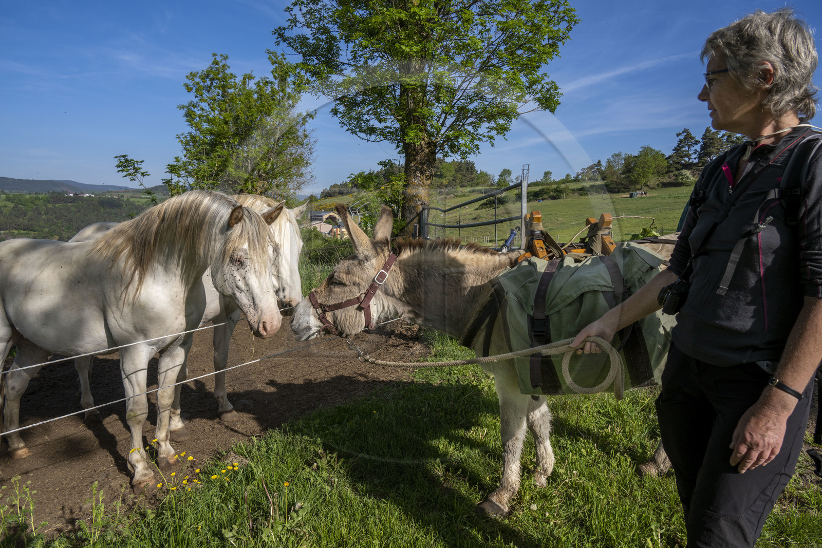 France, Haute-Loire (43), Saint-Martin-de-Fugères, MacQuart P.O.A. Ranch, l'âne Anatole rencontre des poneys des Amériques, randonnée avec un âne sur le chemin de Stevenson (GR 70) France, Haute-Loire (43), Saint-Martin-de-Fugères, MacQuart P.O.A. Ranch, l'âne Anatole rencontre des poneys des Amériques, randonnée avec un âne sur le chemin de Stevenson (GR 70)