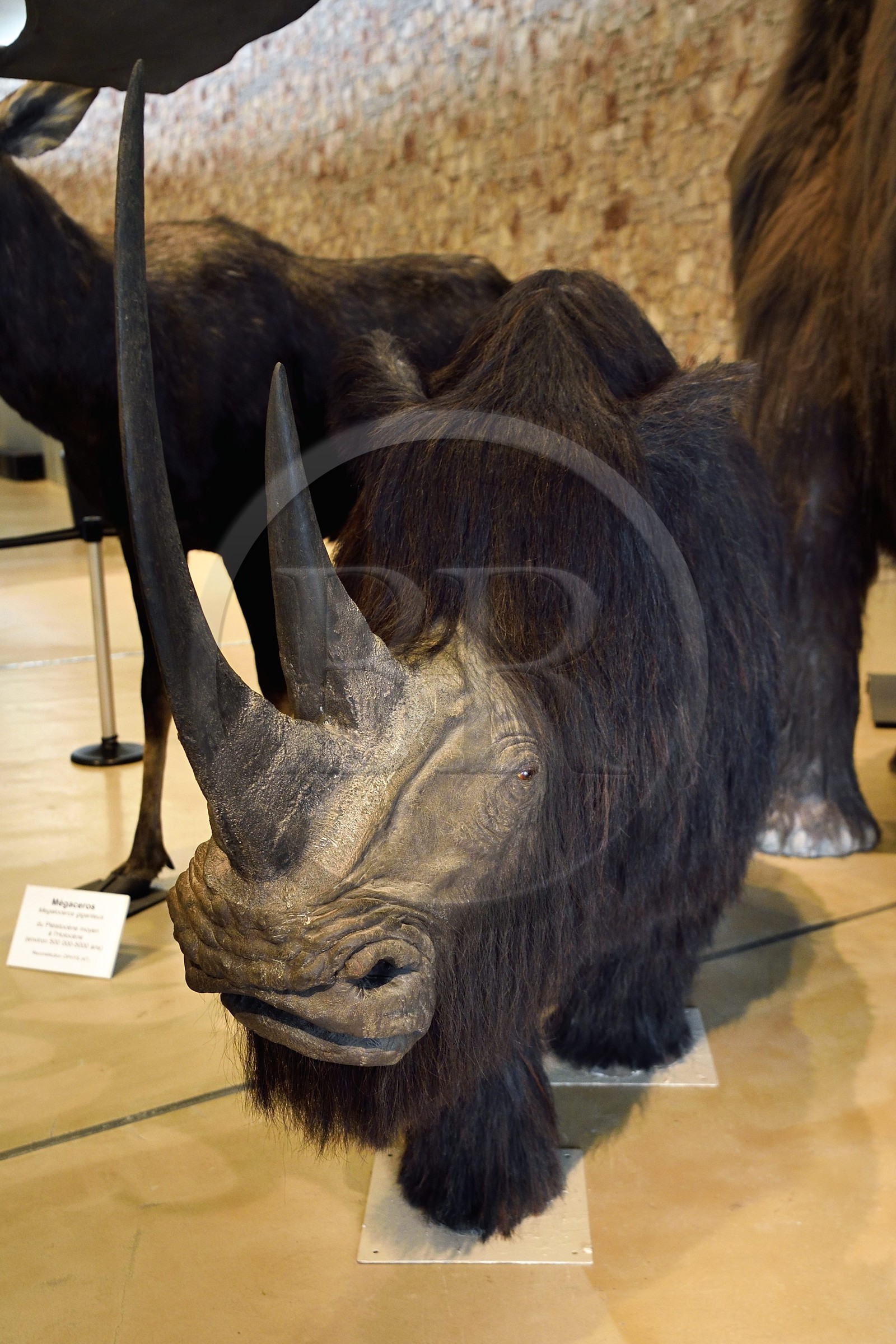 France, Alpes-de-Haute-Provence (04), Parc Naturel Régional du Verdon, Quinson, Musée de préhistoire des Gorges du Verdon conçu par l'architecte Norman Foster, reconstitution d'un rhinocéros laineux (Coelodonta antiquitatis)