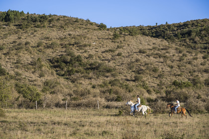 France, Herault, the Causses and the Cevennes, Mediterranean agro pastoral cultural landscape, listed as World Heritage by UNESCO, La Vacquerie et Saint Martin de Castries, the Mas de Cisco ranch, Julian and his brother Charlie Amposta on their way to round up the herd of cows