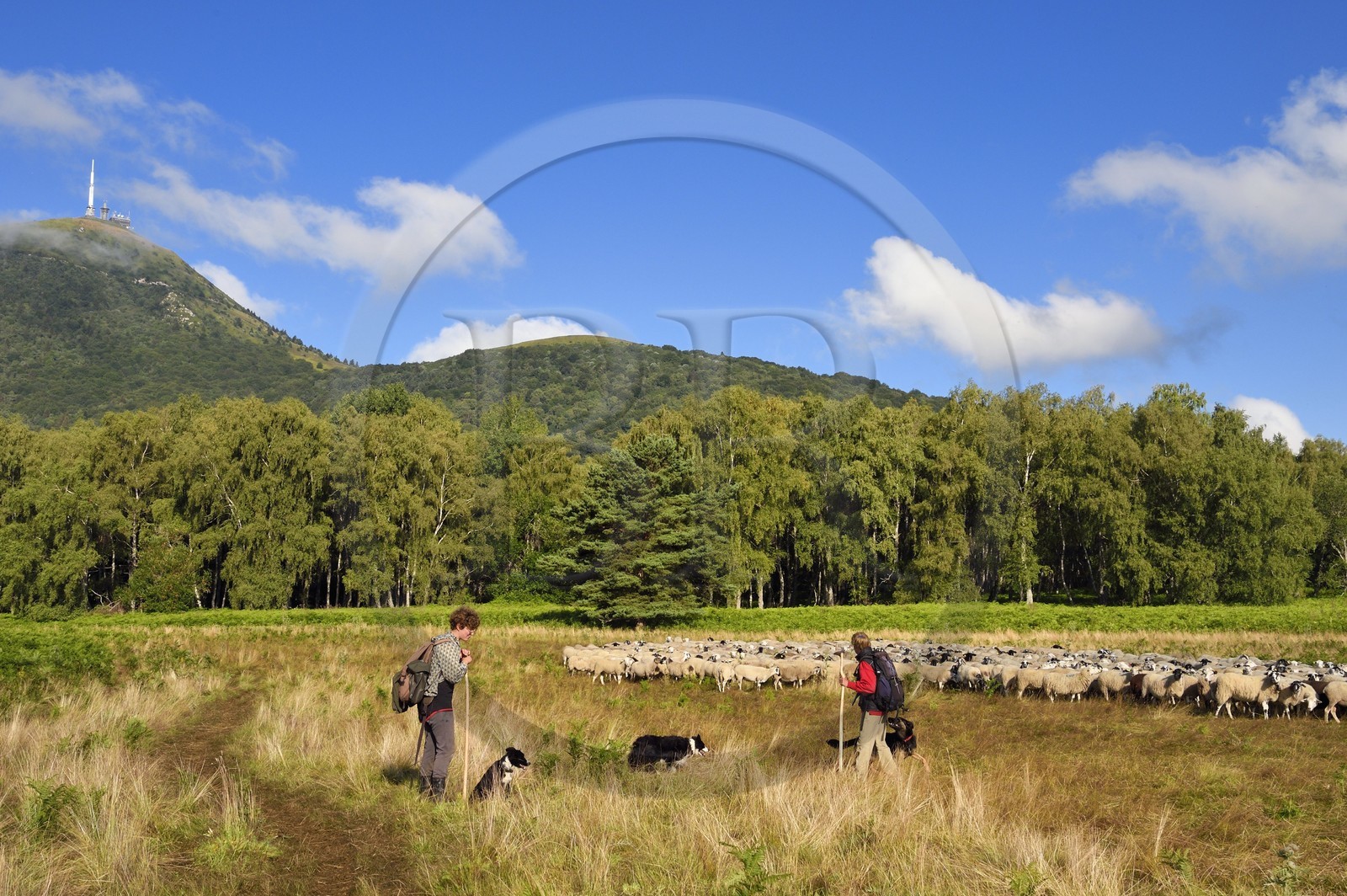 France, Puy-de-Dôme (63), Parc Naturel Régional des Volcans d'Auvergne, Chaine des Puys classée Patrimoine Mondial de l’UNESCO, les deux bergères Ostiane Vuillermoz et Charlotte Hevin gardant un troupeau de brebis Rava au pied du volcan Puy de Dôme