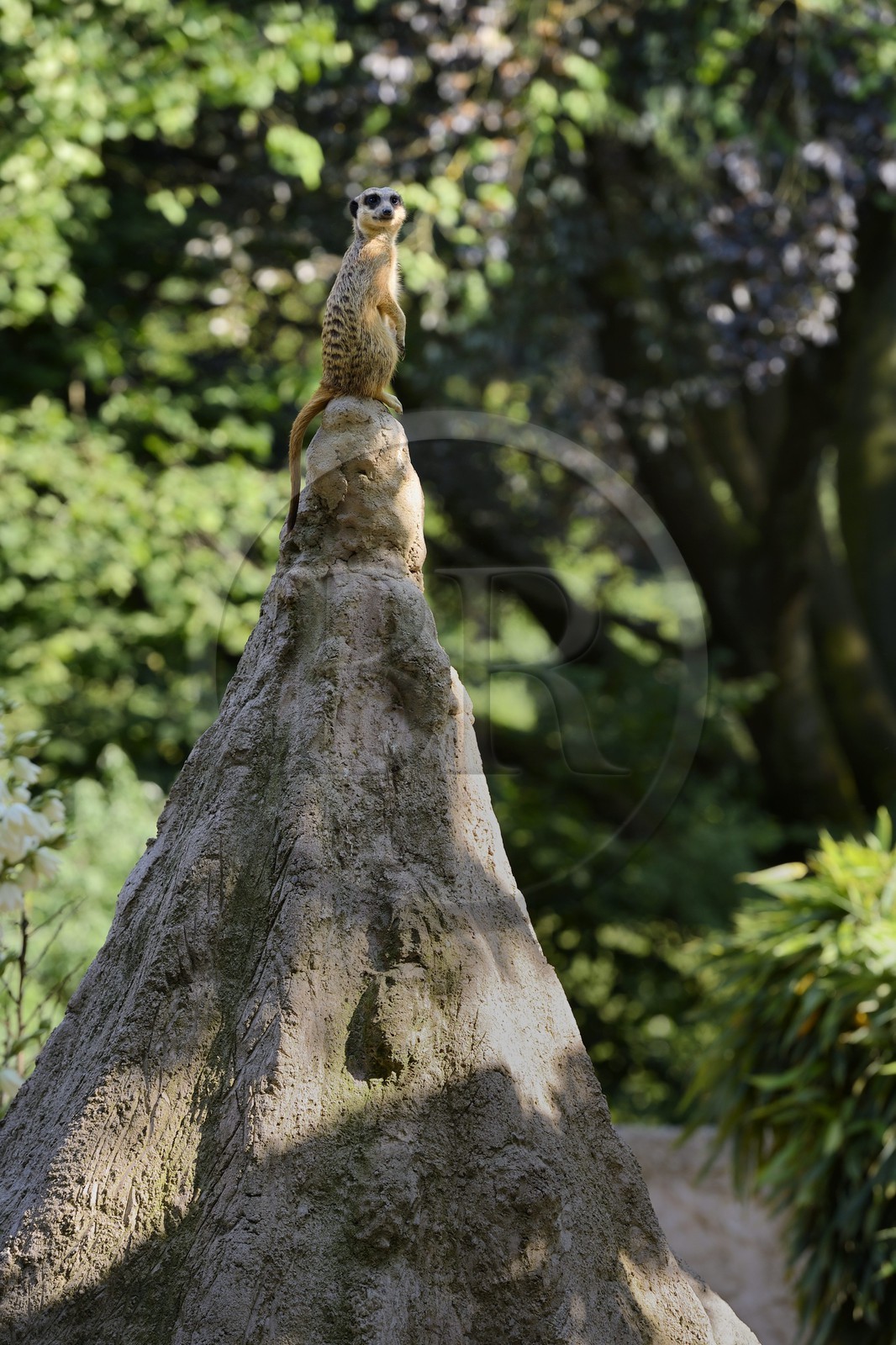 France, Haut-Rhin (68), Mulhouse, parc zoologique et botanique, suricate (Suricata suricatta) France, Haut-Rhin (68), Mulhouse, parc zoologique et botanique, suricate (Suricata suricatta)
