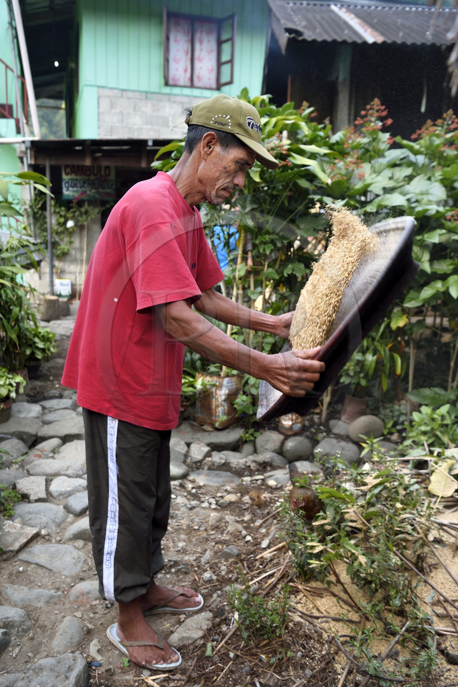 Philippines, province d'Ifugao, région de Banaue, village de Cambulo, un homme Ifugao faisant le vannage du riz