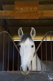 Espagne, Andalousie, province de Séville, Utrera, le haras Ayala (Yeguada Ayala), Pure race espagnole ou PRE (Pura Raza Espanola)