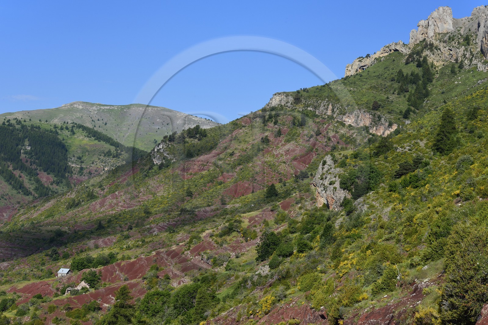 France, Alpes-Maritimes (06), Massif du Mercantour, site natura 2000, L'Ilion, sur les hauteurs des Gorges du Cians aux sols de pélite rouge